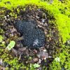 Stonebarn Truffle